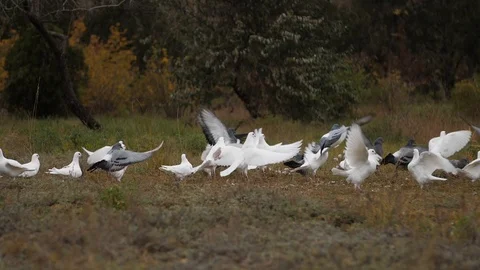 A flock of pigeons takes off from the meadow on the background of trees Video stock 104920428