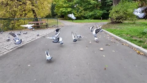 Flock of pigeons taking flight along a park pathway, showcasing dynamic movement Stock Footage 319473318