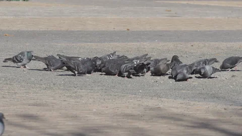 A flock of pigeons in the town square Stock Footage 165364667
