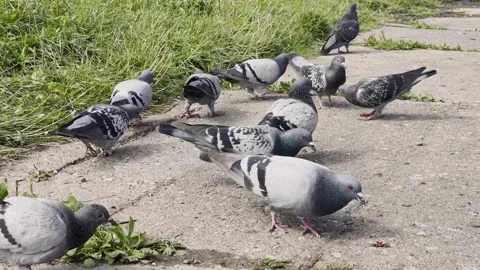 Flock of Pigeons on Urban Pavement 動画素材 344056192