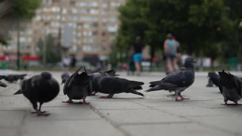 A flock of pigeons walk freely down the street.The camera passes in a flock Stock Footage 136541697