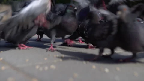 A flock of pigeons walk freely down the street. The camera passes in a flock Stock Footage 136541787