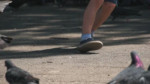 Flock of the pigeons walking fast and eating on the street in the park in the Vidéo 111947162