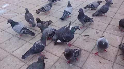 Flock Of Pigeons Walking Stock Footage 163652721