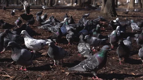 A flock of pigeons walking on the ground in the Park Stock Footage 106146830