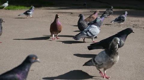Flock of pigeons walking on the sidewalk Stock Footage 50225426