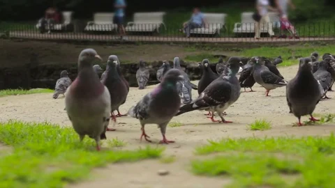 A flock of pigeons walks the ground Stock Footage 72642310