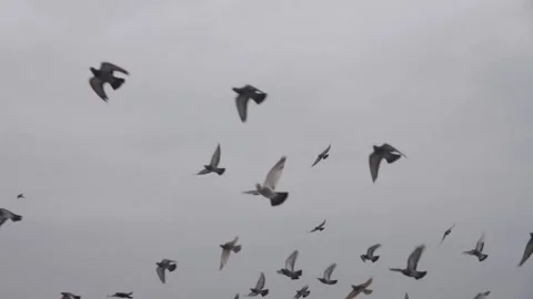 A flock of pigeons will fly against the cloudy sky slow motion Stock Footage 132187944