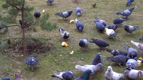 Flock of pigeons in the winter feeding bread in the yard Stock-Footage 71243488