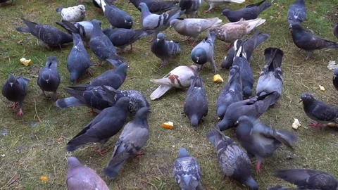 Flock of pigeons in the winter feeding bread in the yard Stock-Footage 71243500