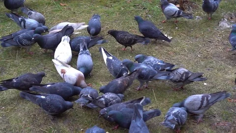 Flock of pigeons in the winter feeding bread in the yard Stockbeeldmateriaal 71487766
