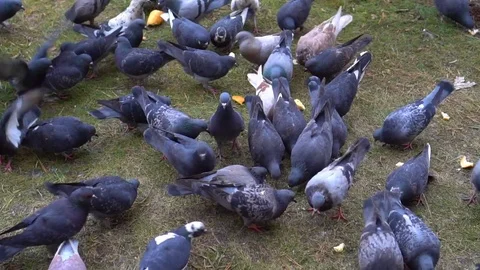 Flock of pigeons in the winter feeding bread in the yard Stockbeeldmateriaal 73482064