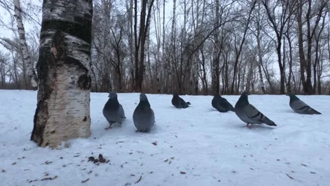 A flock of pigeons in a winter park Stock Footage 149500209