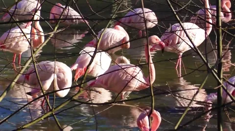 A flock of pink flamingos and reflection in water Stock Footage 57728645