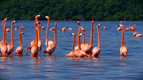 Flock of Pink Flamingos in Celestun, Mexico Stock Footage