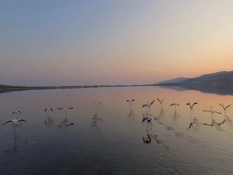 Flock of pink Flamingos Stock Footage 75223167