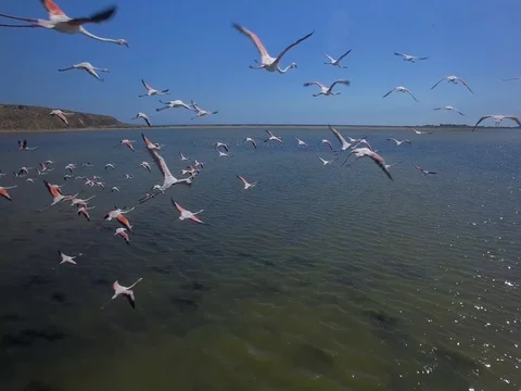Flock of pink Flamingos Stock Footage 75782609