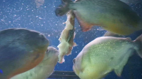 Flock of piranhas eating Stock Footage 51329519