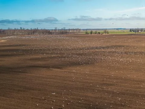Flock on the Plowed Plain, thousands of white birds on tilled field Stock Photos