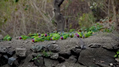 Flock of Plum-headed Parakeets Foraging on Ground Stock Footage 311448273