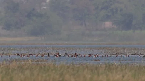 Flock of pochard ducks Stock Footage 306005277