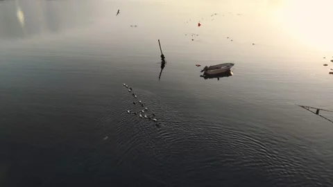 Flock of poultry with floating and flying on coastline at lofoten in the morn Stock Footage 158742610