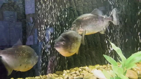 A flock of predatory piranhas swim quickly in the aquarium. River cannibal in a Stock Footage 112863937