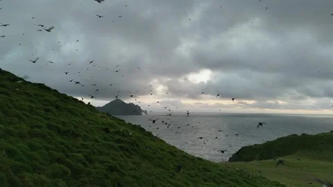 Flock of Puffins in Flight by the Sea Cliffs of Iceland Stock Footage 319697574
