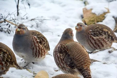Flock of quails Foto stock