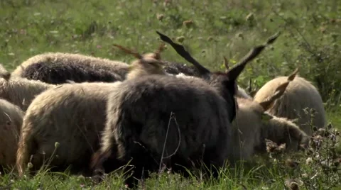 FLOCK OF RACKA SHEEP FLOCK IN  HUNGARIAN PUSZTA 2 Stock Footage 59086740