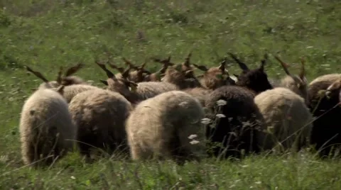 FLOCK OF RACKA SHEEP,  HUNGARIAN PUSZTA 1 库存影片 59086669
