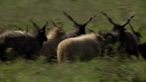 FLOCK OF RACKA SHEEP,  HUNGARIAN PUSZTA 3 库存影片 59086783