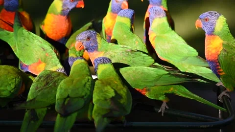 A flock of rainbow lorikeets at a feeding table on the Gold Coast, Queensland. Stock Footage 131796938
