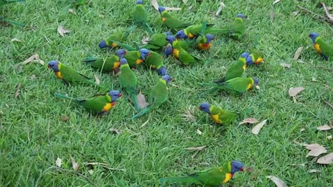 Flock of Rainbow Lorikeets on the grass eating breadcrumbs Stock Footage 135357066