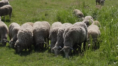 Flock of rams and ewes with lambs graze on a green lawn.  Stock Footage 313143238