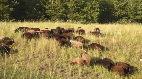 A flock of rams and sheep graze in the meadow and eat grass on a sunny day in Stock Footage 152143230