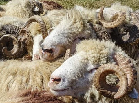 Flock of rams in Romania Fotos Stock