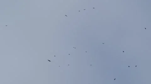 A flock of raptors. Stock Footage 318154141