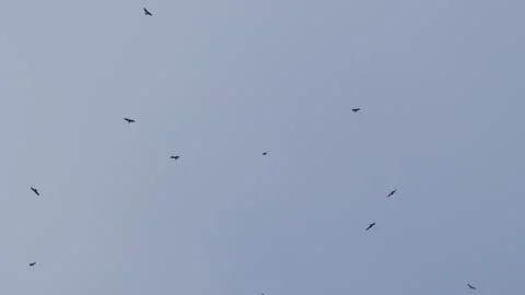 A flock of raptors. Stock Footage 318154159