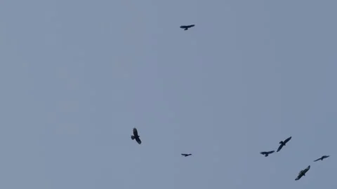 A flock of raptors. Stock Footage 318154167