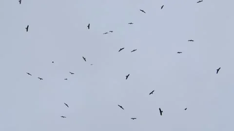 A flock of raptors. Stock Footage 318154173