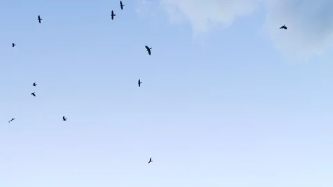 A flock of raven on a background of blue sky 스톡 동영상 123583189