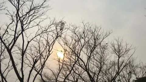 A flock of raven on a dry tree Stock Footage 150779279