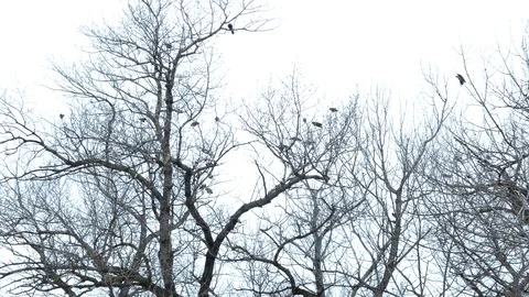 Flock of raven sits on a crown of trees Stock Footage 123573301
