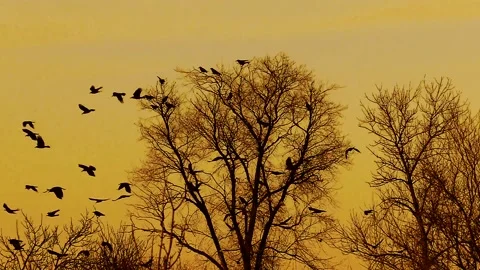 A flock of raven takes off from a tree. Wild life background for design. Stock Footage 122487242