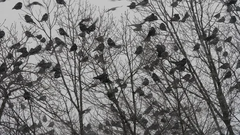 Flock of Ravens above the trees 스톡 동영상 86331713