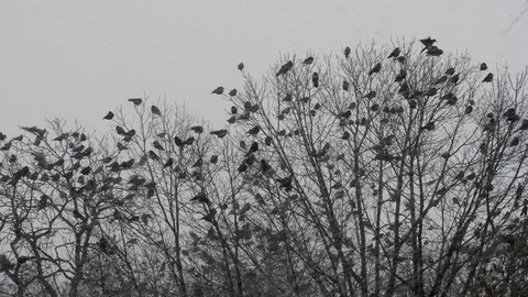 Flock of Ravens above the trees Stock Footage 86332398