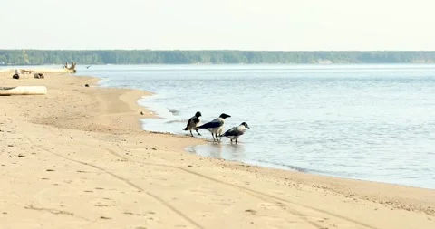 A flock of ravens on the beach drink water and catch insects Stock Footage 160750595