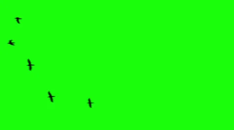 Flock of Ravens,  Chroma Key 2 Stock Footage 33825335
