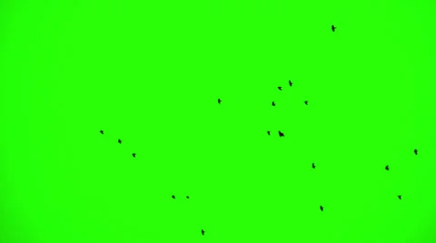 Flock of Ravens, Chroma Key 6 Stock Footage 38003604